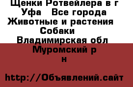 Щенки Ротвейлера в г.Уфа - Все города Животные и растения » Собаки   . Владимирская обл.,Муромский р-н